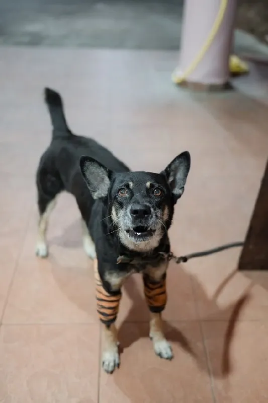 Bailey Chan looking majestic with his tiger-stripe leg wraps